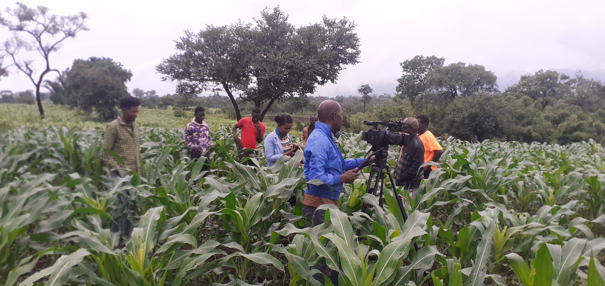 የተቋማችን ደንበኛ አቶ ሁሴን አልሃሰን ከተቋማችን ባገኙት የብድር አገልግሎት በኡራ ወረዳ ፉለደሩ ቀበሌ በዘንድሮው ምርት ዘመን እየሰራችሁ ባለው ውጤታማ የግብርና ስራ